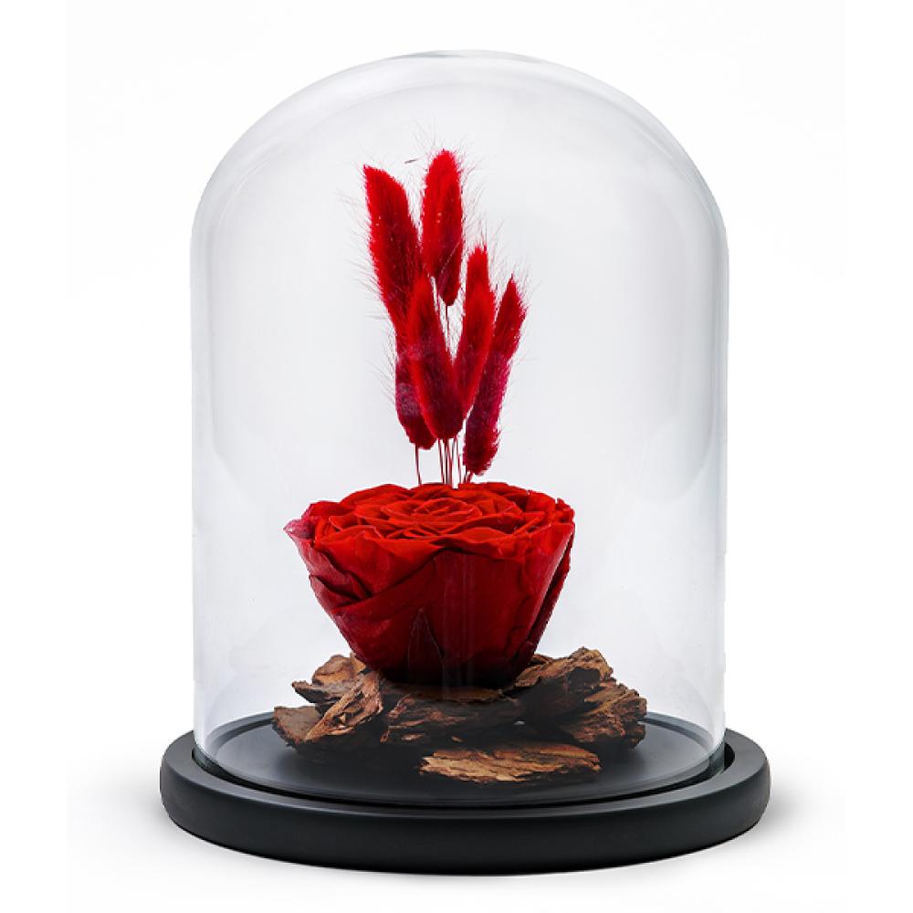 Forever Rose – Red – Large 19cm rose dried flower in glass bear gift led lamp glass cover rose bear valentine s day birthday gift for girlfriend and mother