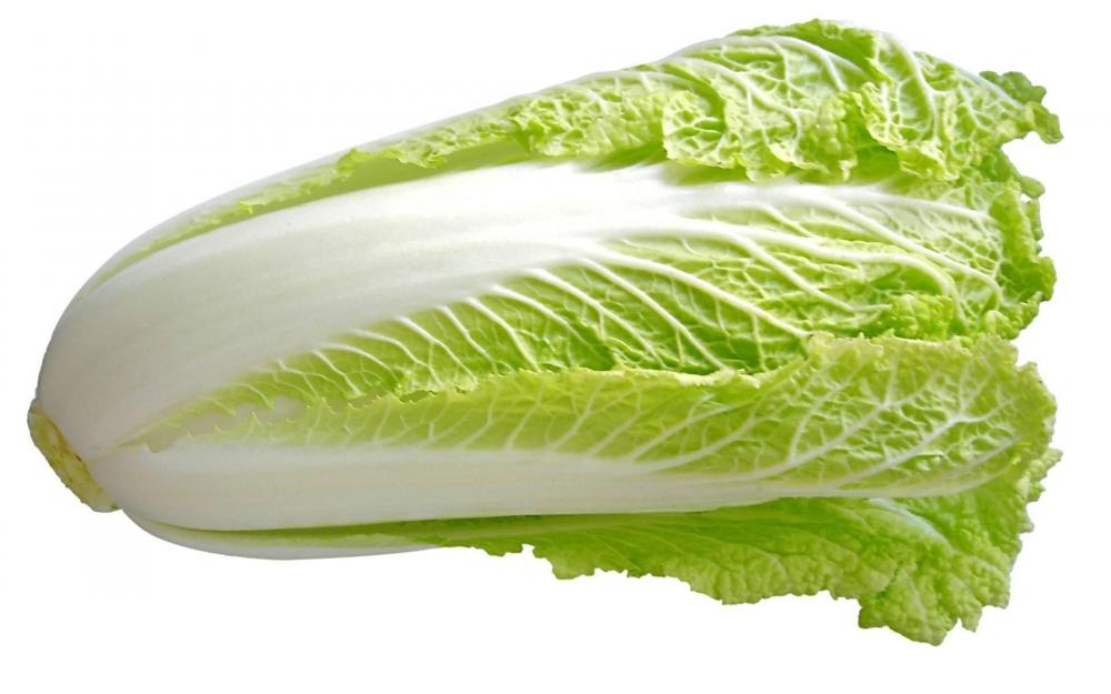 Chinese Cabbage chinese cabbage