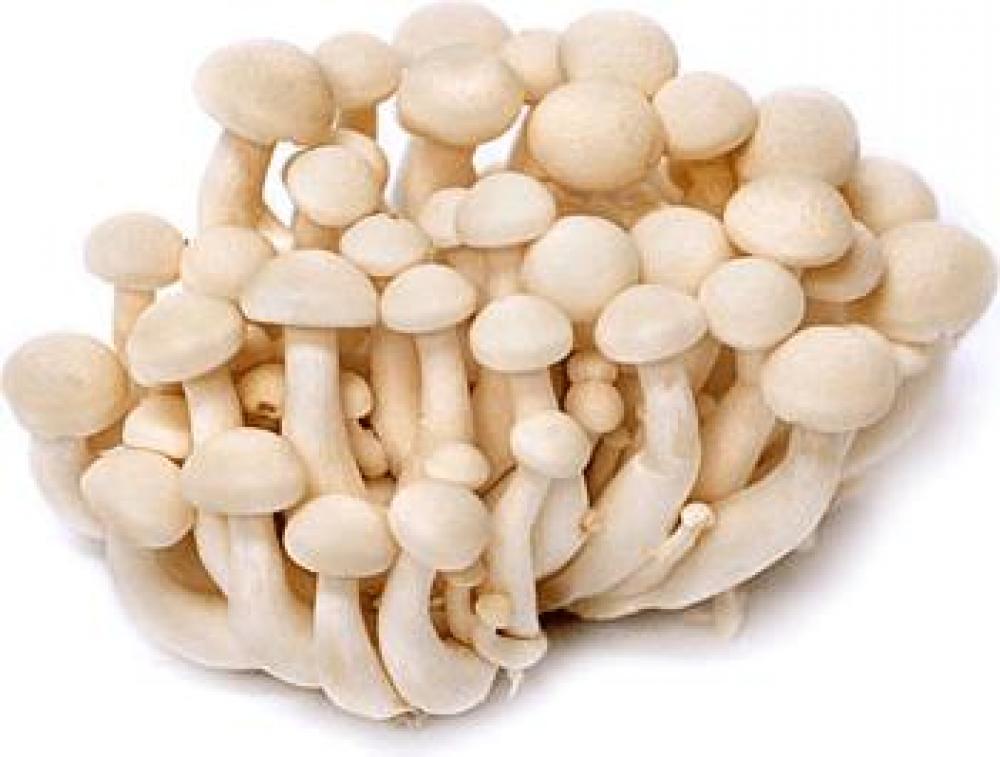 White Shimeji Mushroom