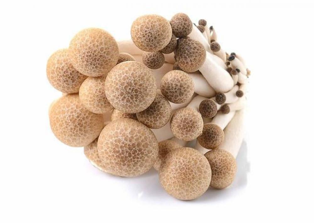 Brown Shimeji Mushroom тонометр b well a 27