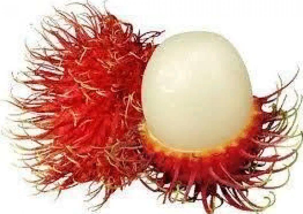 Rambutan 500g winterson j oranges are not the only fruit