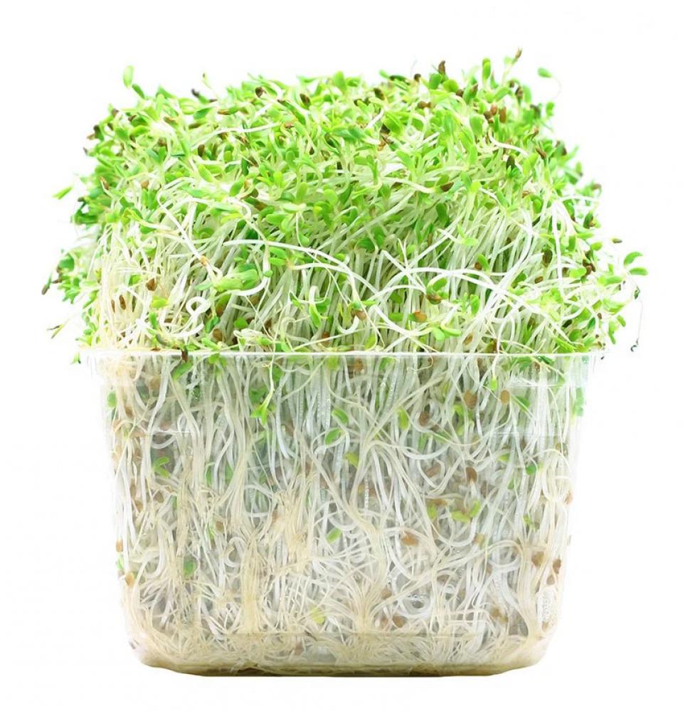 Alfalfa Sprouts, 125 g dungeon party add on pack