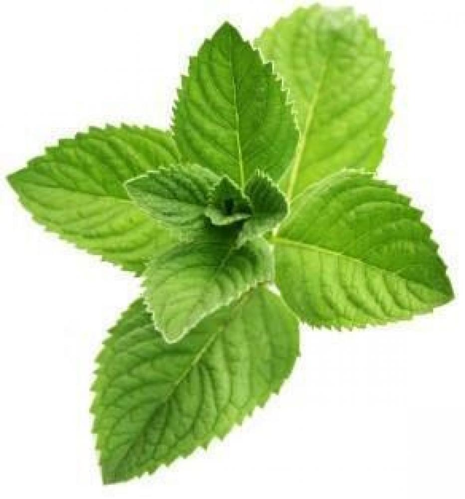 Mint Leaves, 100 g mint leaves 100 g