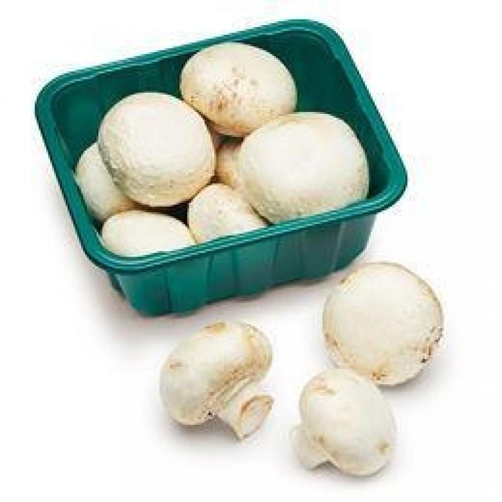 White Mushroom wright john mushrooms
