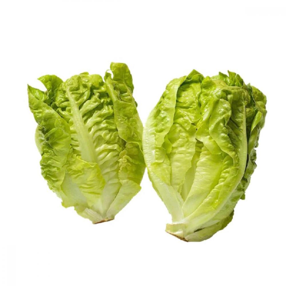 Lettuce Little Gem Green, 450 g хоста lettuce salad m