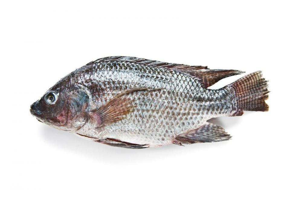 Tilapia (Boulty) - Whole cleaned, 500 g lady fish hassom silver whiting whole cleaned 500 g