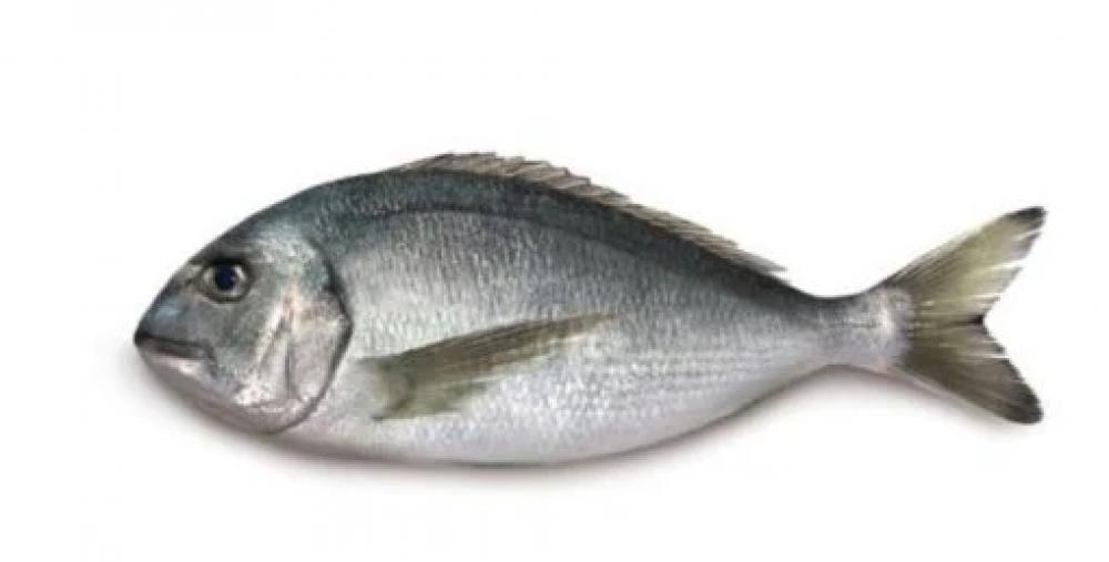 Wild Sea Bream, Whole cleaned, 500 g seer fish king fish neymeen kanaad whole cleaned 2 kg