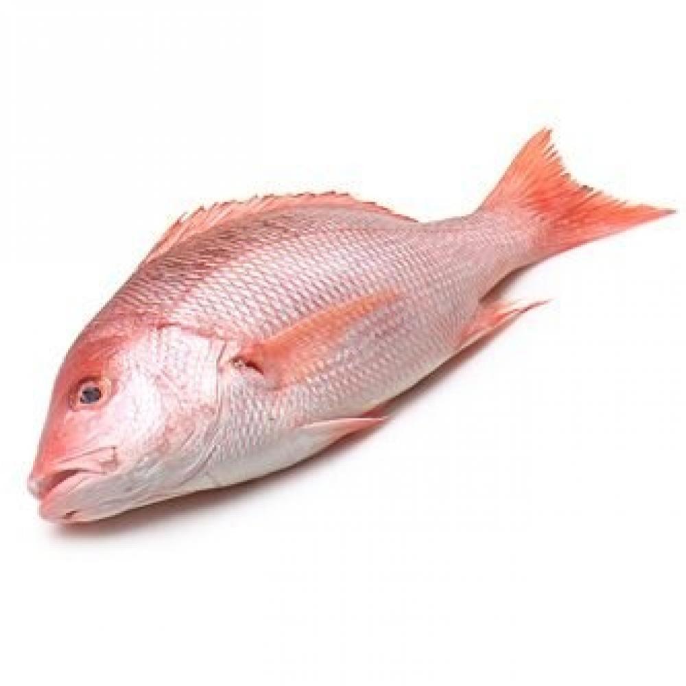 Red Snapper (Hamra, Chempalli), whole cleaned, 1 kg seer fish kingfish neymeen family pack 1 kg