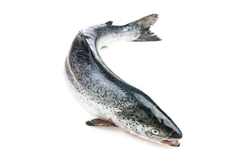 Whole Farm-Raised Salmon, Cleaned, 2 kg farm raised salmon fillet family pack 1 kg