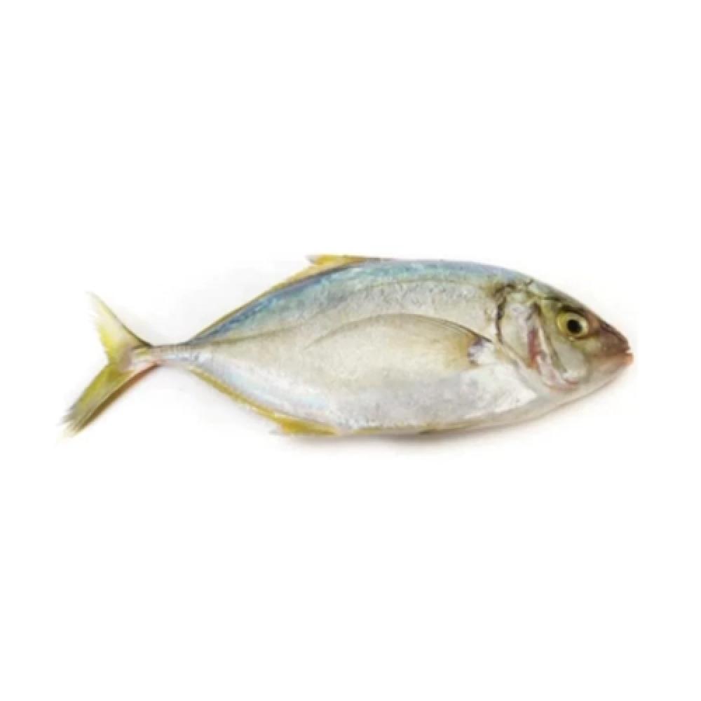 Trevally (Jesh Sal, Vatta (Small)) - Whole, 500 g this link is only for re delivery only used for the purchase of our designated customers thank you for your understanding