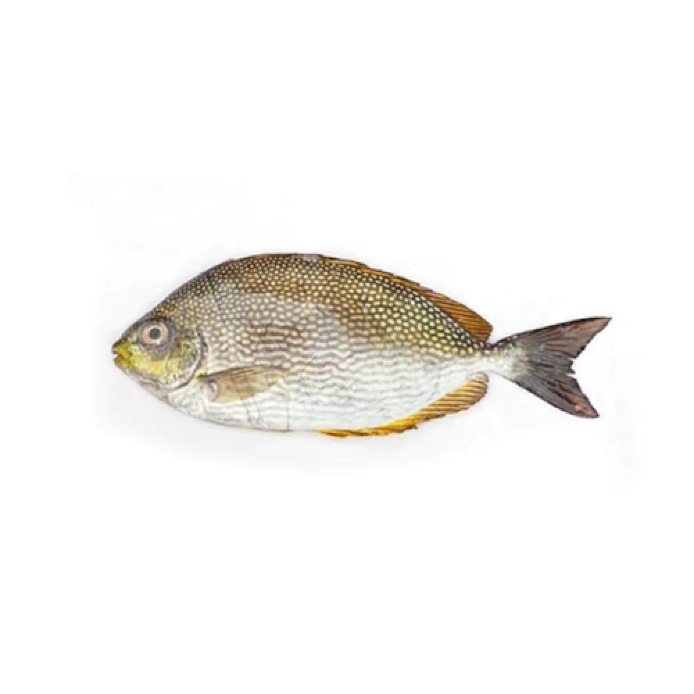 Wild Safi (Omani fish), whole, cleaned, 500 g seer fish king fish neymeen kanaad whole cleaned 2 kg