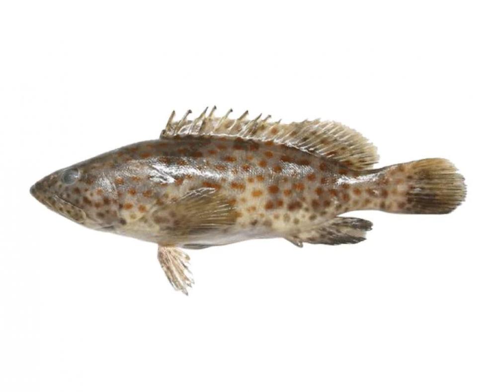Grouper Reef Cod Kalava Hamour whole cleaned 1.5 kg wild sea bream whole cleaned 500 g